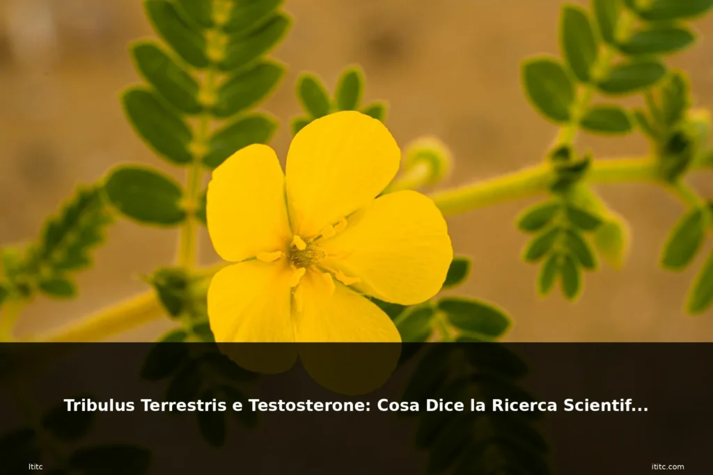 Tribulus Terrestris e Testosterone: Cosa Dice la Ricerca Scientifica 5 featured 20