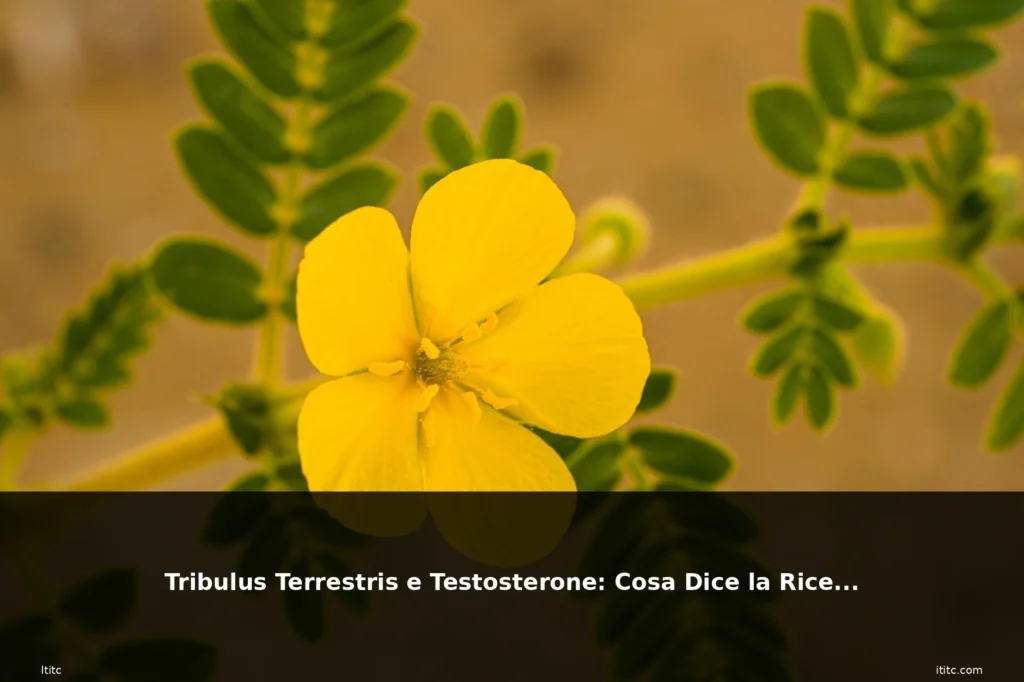 Tribulus Terrestris e Testosterone: Cosa Dice la Ricerca 1 Article featured image