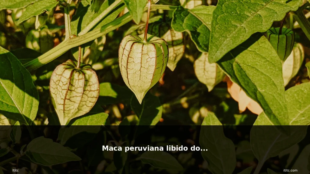 Maca peruviana libido donna 10 featured maca peruviana erba pianta rim