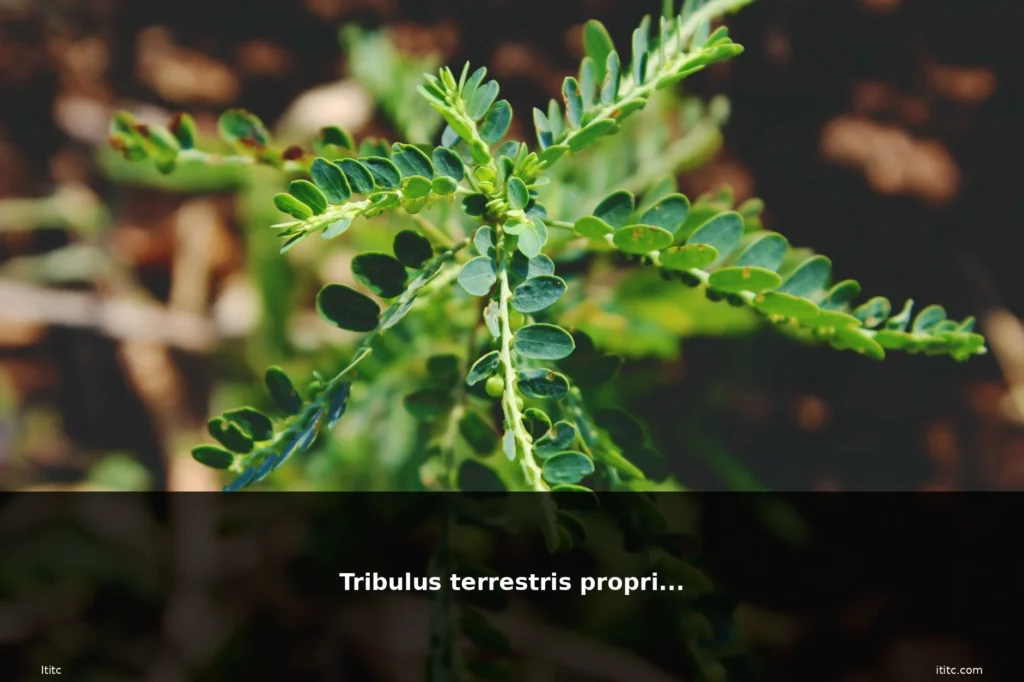 featured tribulus terrestris erba piant 1