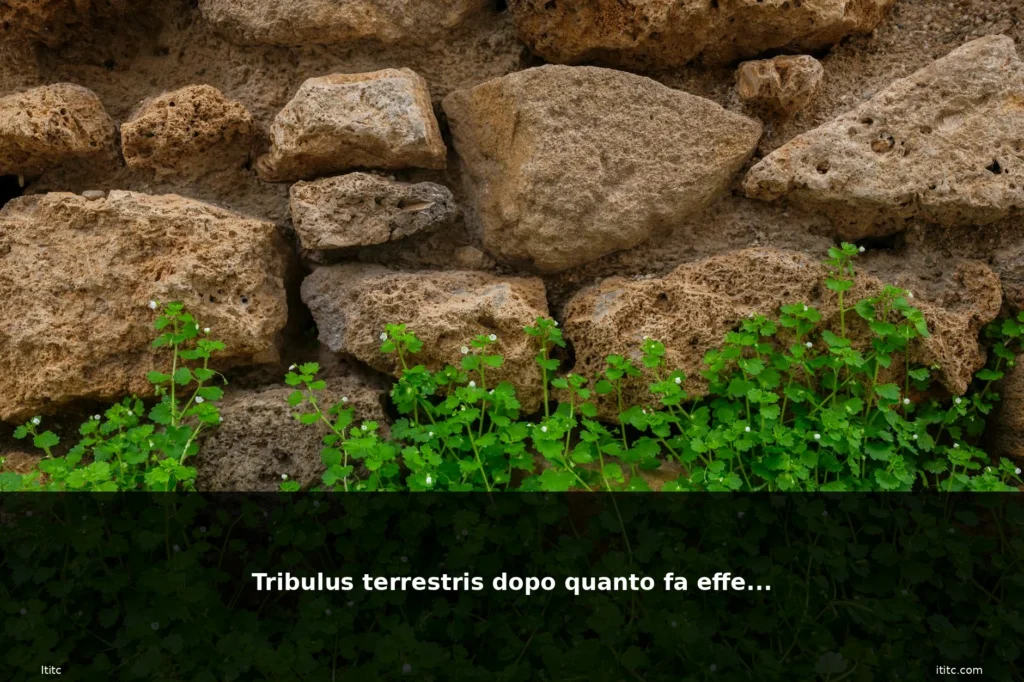 featured tribulus terrestris erba piant