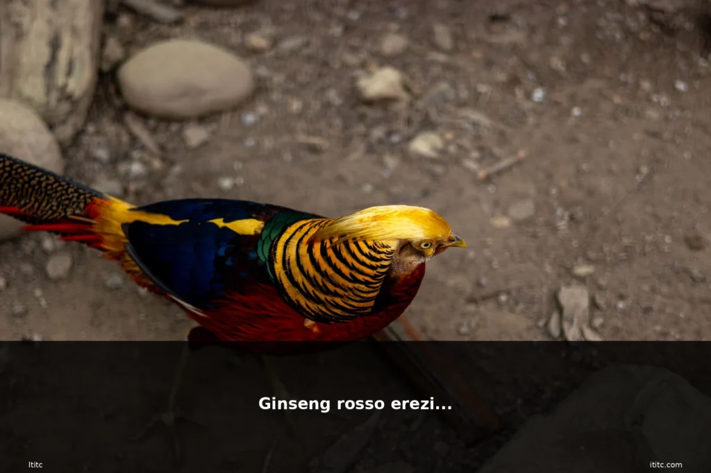 Ginseng rosso erezione 6 featured erezione donna luminosa pelle