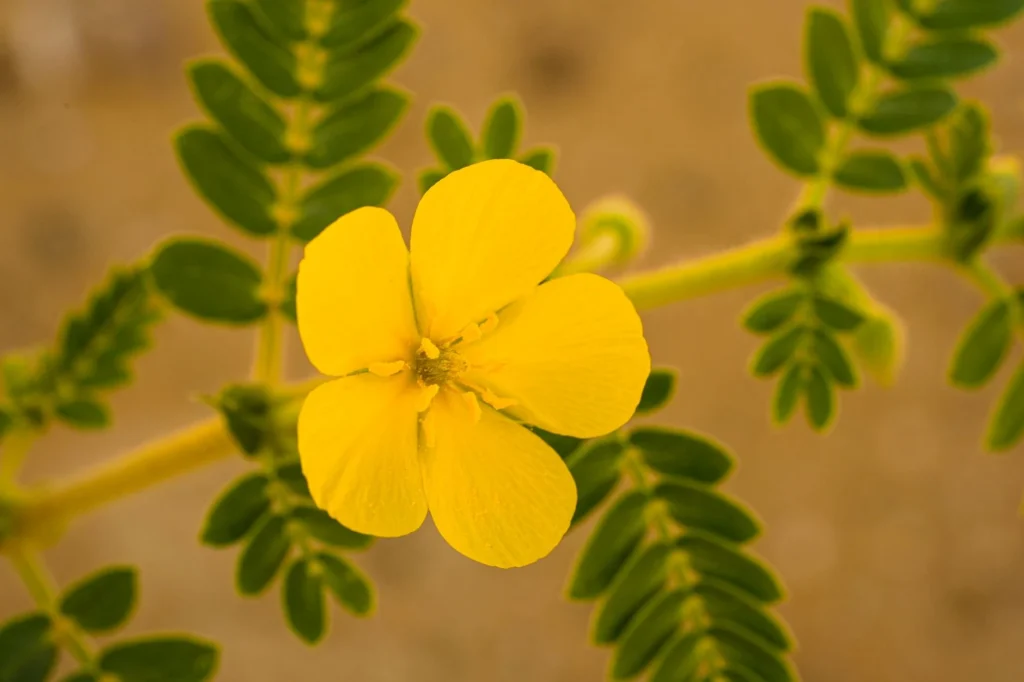 Tribulus terrestris fa male 5 featured tribulus donna sorriso autenti